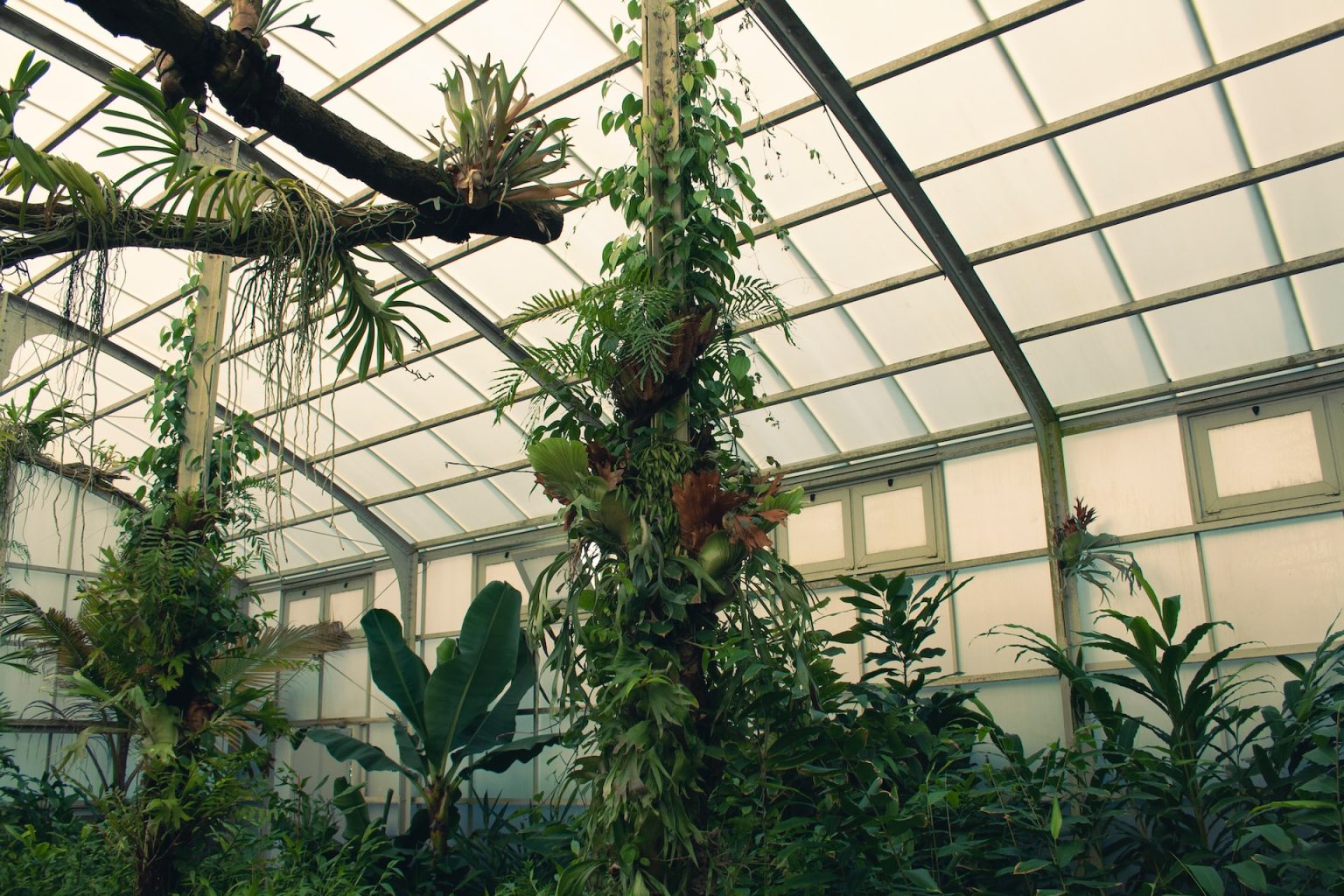 garden-through-winter-with-a-temperature-controlled-greenhouse