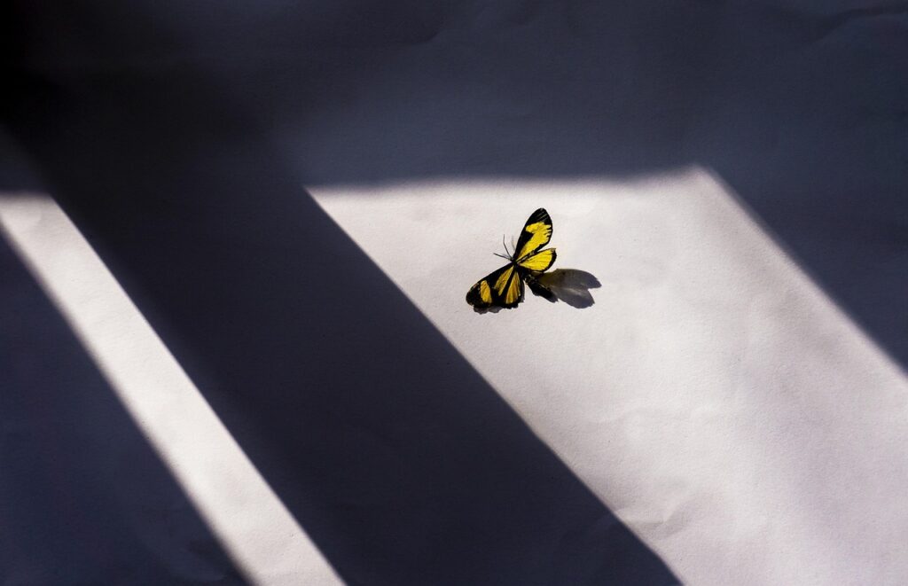 natural light through skylight installation with butterfly